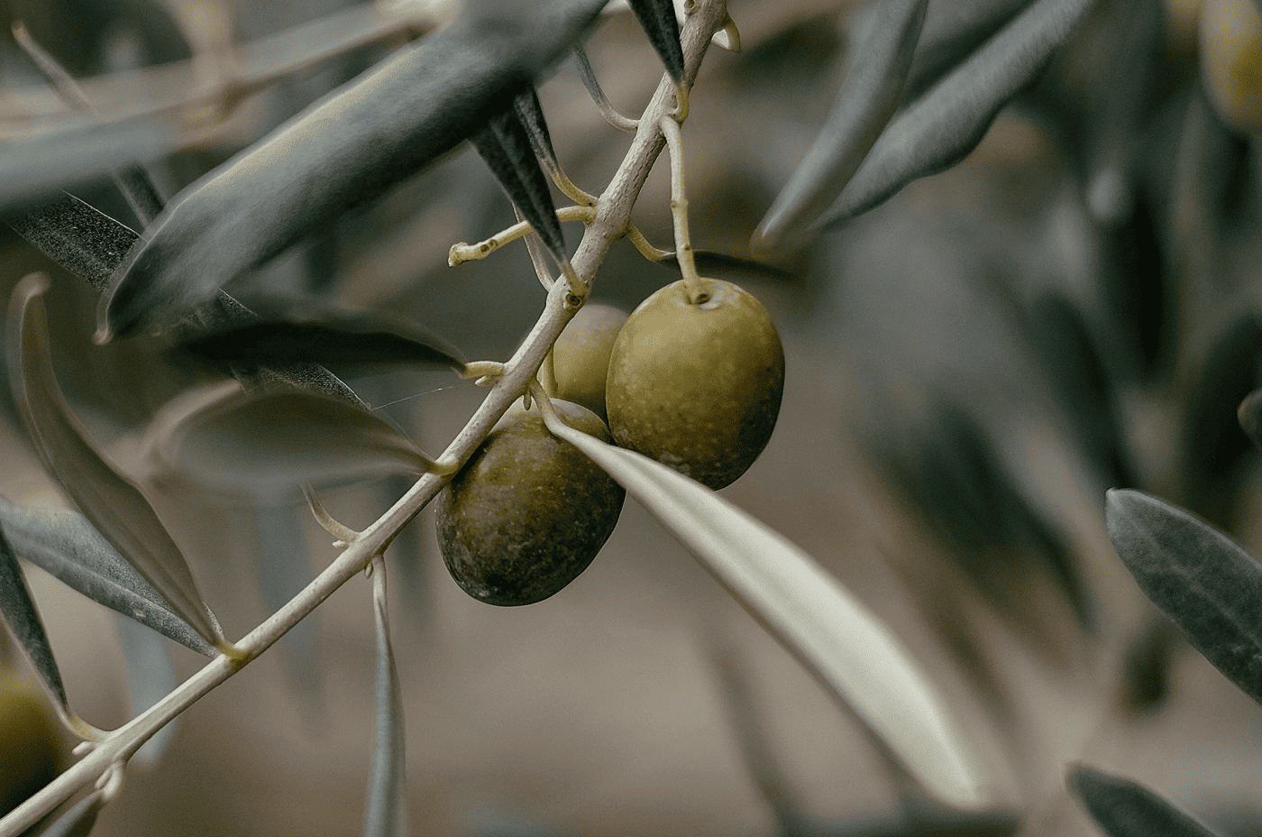 Il Leccino: l’ulivo che sfida la Xylella